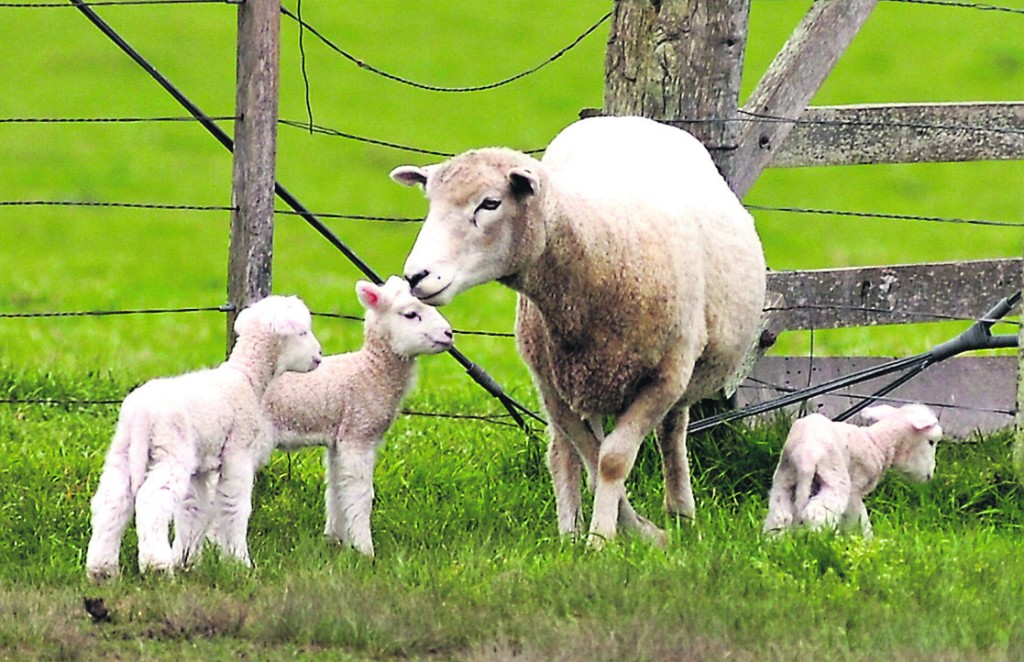 Colombia volvió a comprar ovinos de carne en Uruguay