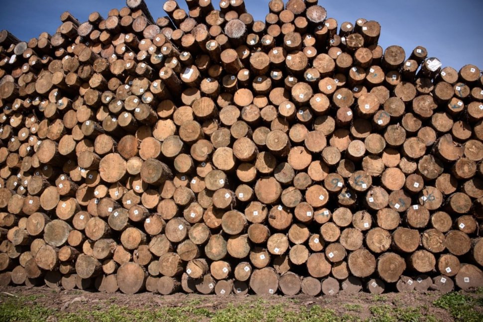 Coletazo de la guerra comercial: mercado top del pino uruguayo dejó de comprar